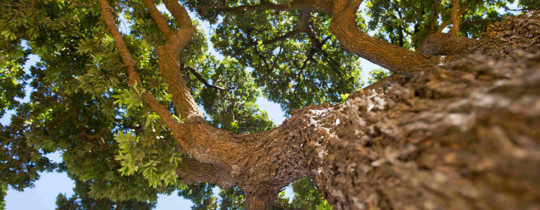 In-flower tree