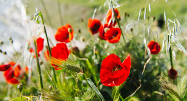 Poppies growing in a field