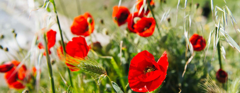 Poppies growing in a field