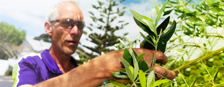 Gardener trimming a tree