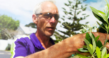 Gardener trimming a tree