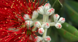 Pohutukawa flower in bloom