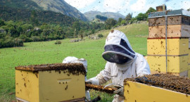 bee keeping taratahi